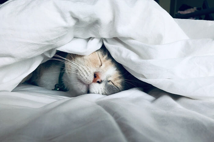 舌なめずりする猫