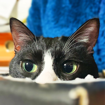 猫の写真