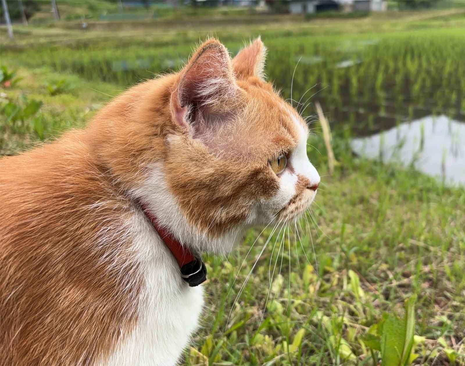 猫の画像