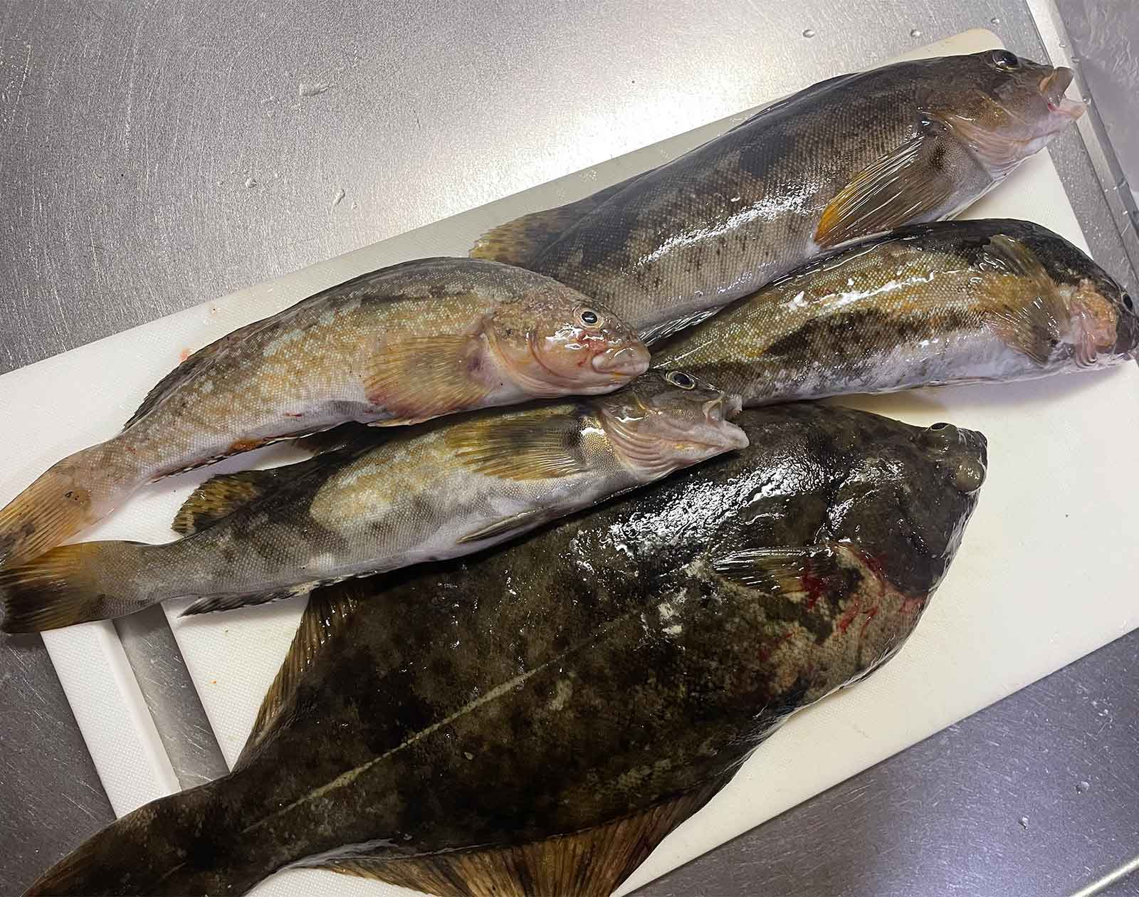 魚の画像