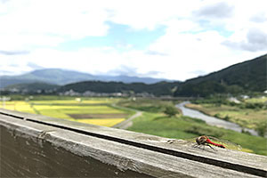 遠野紹介のボタン